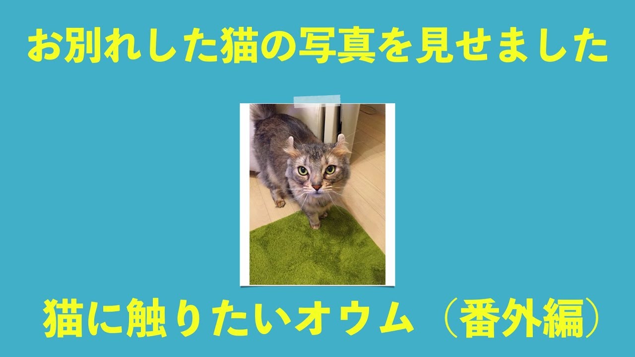 猫に触りたいオウム（番外編）写真でもくうちゃん  鳥さん動画まとめ